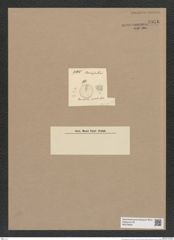 Coscinodiscus sp. (de-Toni-Nr.: Genus 202) Zeichnungen Sammlung Grunow Nr. 8956 (NHMW-BOT-W0378644)